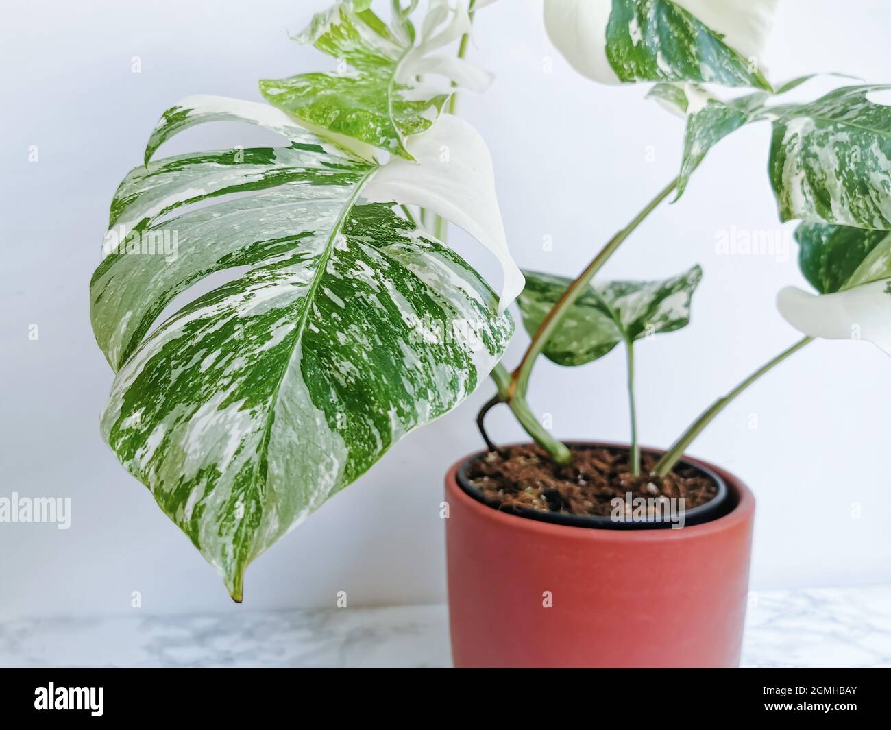 Monstera albo borsigiana ou monstère variégée. Gros plan des feuilles d'une plante entière dans un semoir sur fond blanc. Usine rare et coûteuse. Banque D'Images