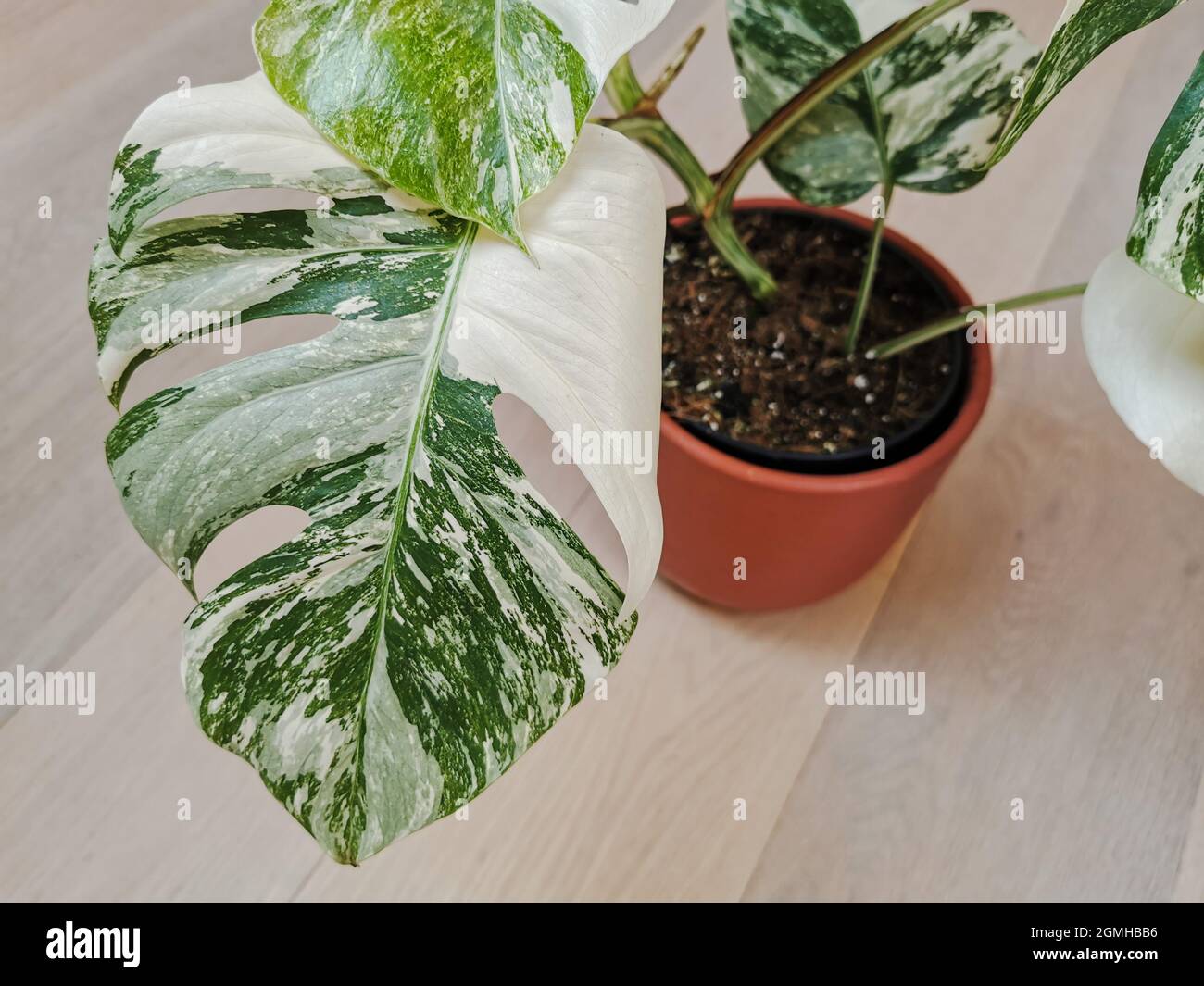 Monstera albo borsigiana ou monstère variégée. Gros plan de feuilles de plante pleine dans un semoir sur un plancher en bois. Usine rare et coûteuse. Banque D'Images