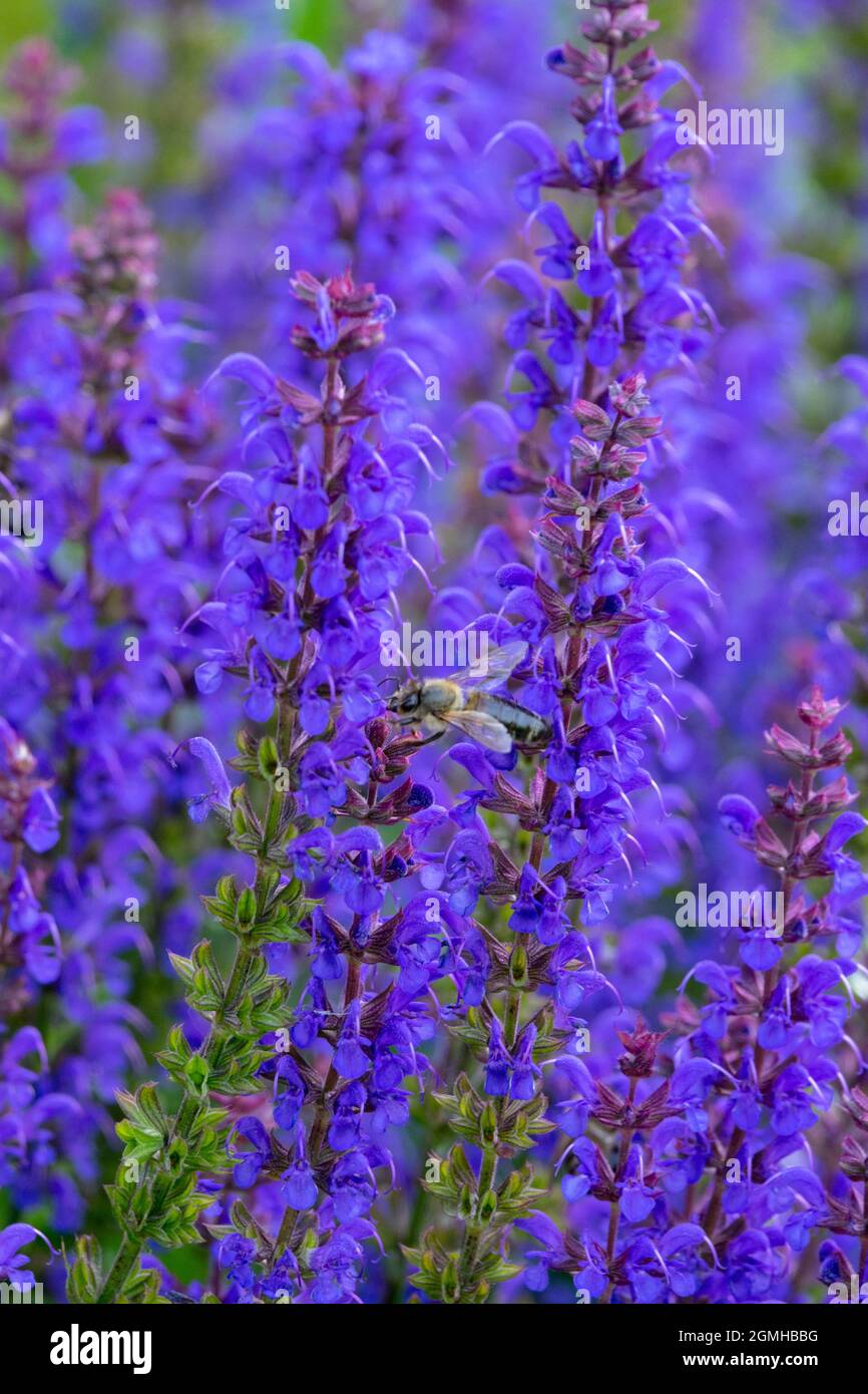 Abeille européenne sur Salvia nemorosa, 'Blue Hill' Sage Banque D'Images