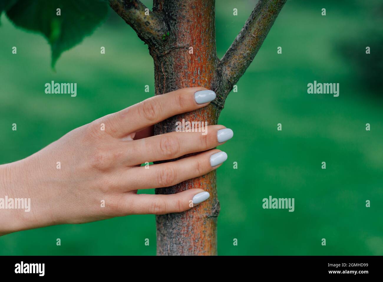 gros plan de la main de woma touchant le jeune tronc d'arbre, concept de protection de l'environnement et restauration des ressources naturelles Banque D'Images