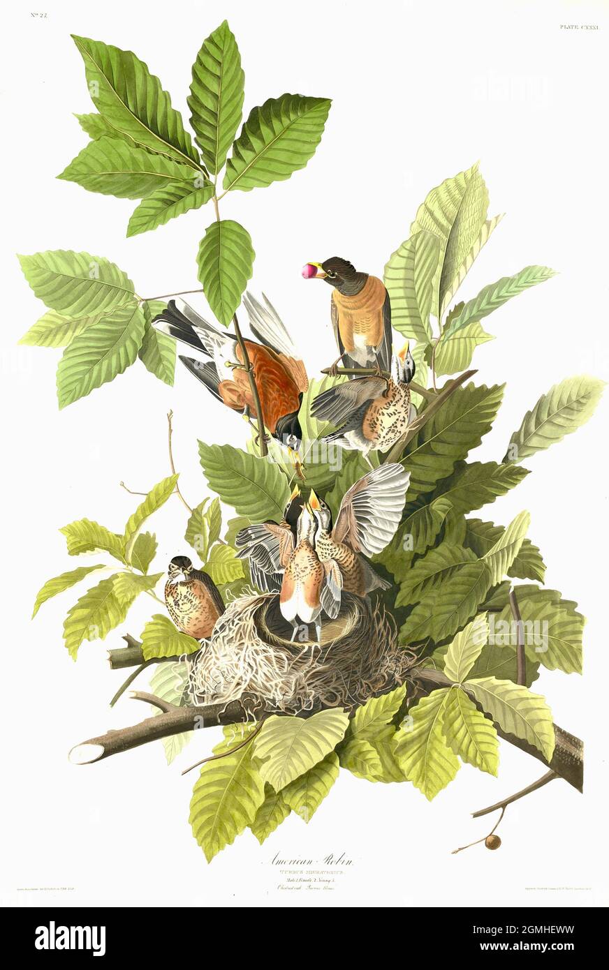 John James Audubon - oiseaux américains - Robin américain Banque D'Images