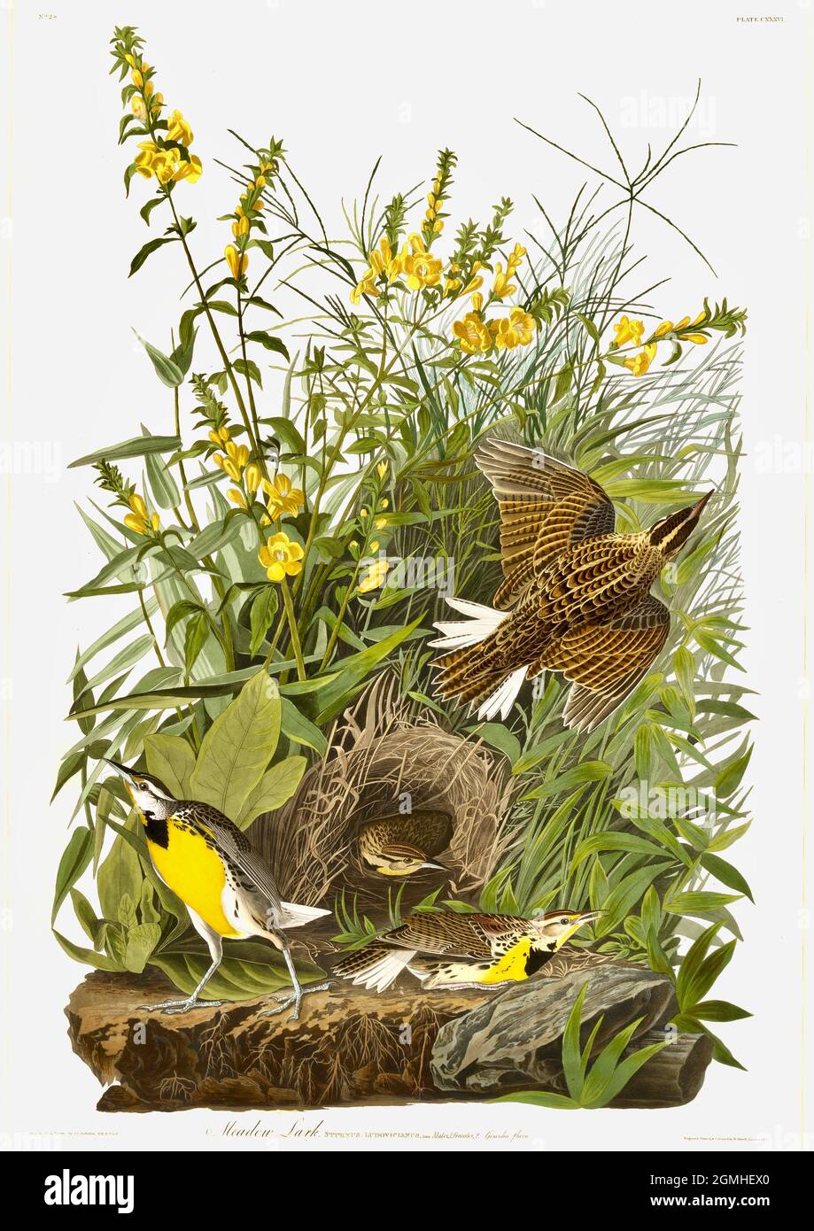 John James Audubon - oiseaux américains - Meadow Lark Banque D'Images
