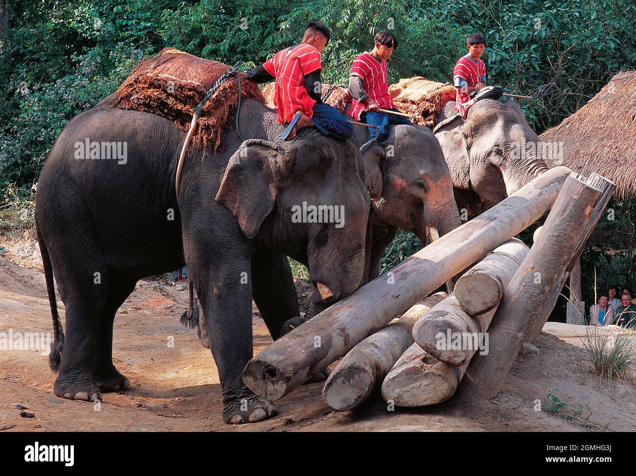Thaïlande. Chiang Mai. Les éléphants et leurs gardiens. Démonstration pratique du déplacement des journaux. Banque D'Images