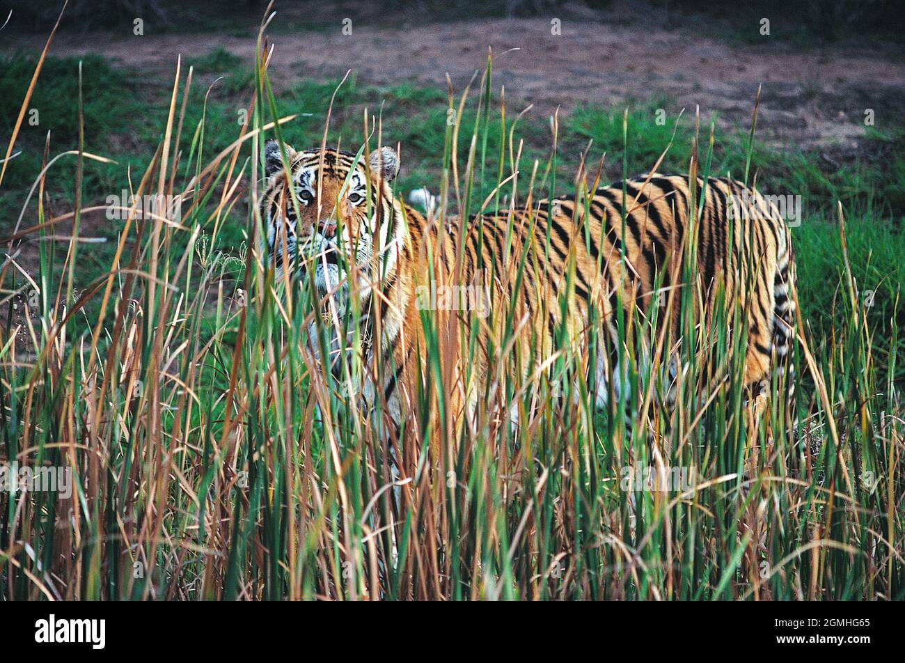 Faune. Animal. Carnivore. Tigre (panthera tigris tigris). Banque D'Images