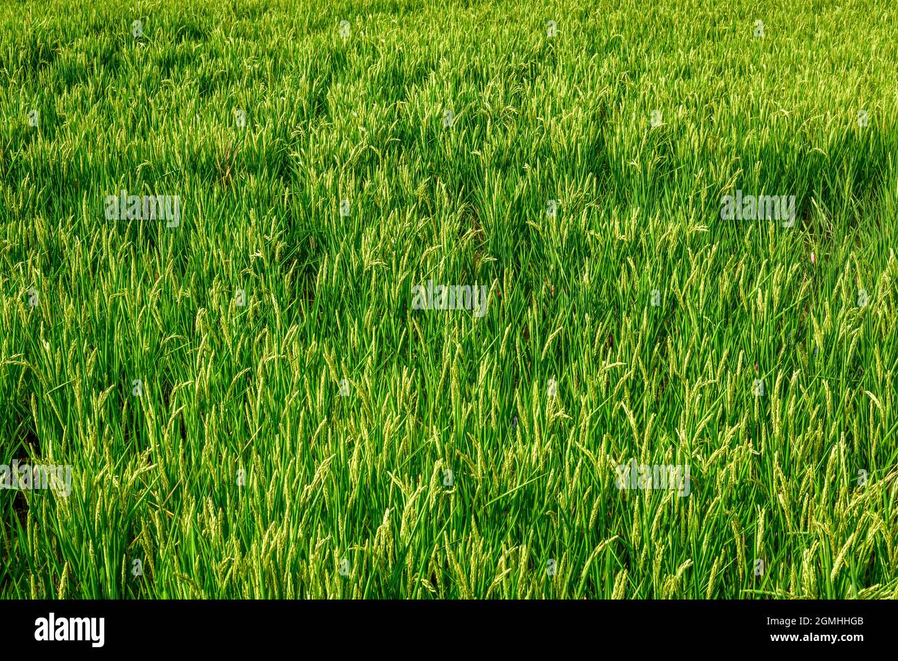 Gros plan d'un champ de riz, Saintes-Maries-de-la-Mer, Carmarque, France Banque D'Images