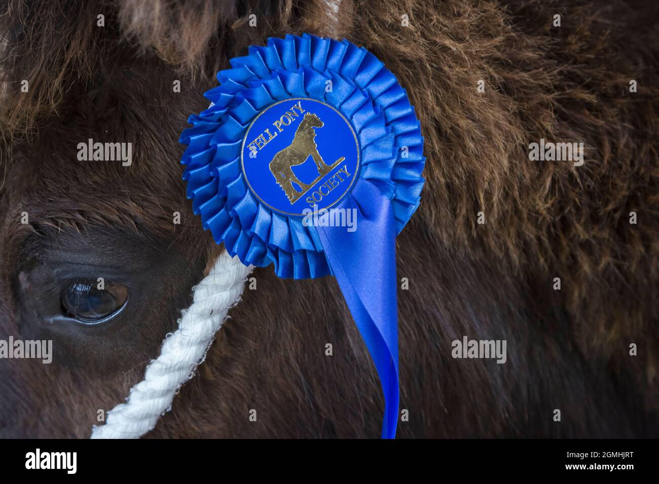 Poney tombé avec rosette, enchères annuelles de poney tombé, centre rural de vente aux enchères, Crooklands, Cumbria Banque D'Images