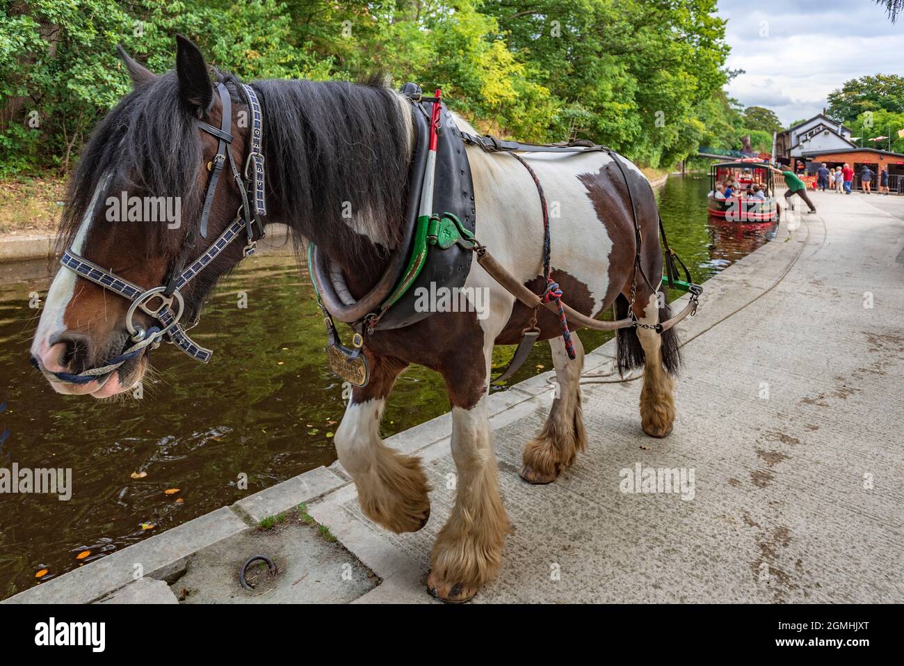 Le cheval Shire nommé Dakota prêt à tirer le bateau à rames le long du canal de Lllangollen à Llangollen Wharf. Banque D'Images