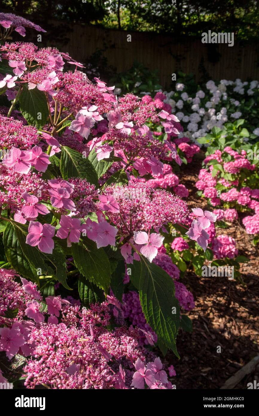 Lacecap hydrangea vague bleue (alias Mariesii Perfecta) - couleur rose due à la terre alcaline Banque D'Images