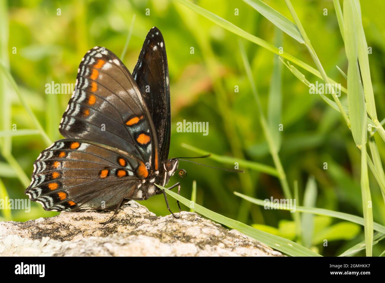 Red-spotted Purple Butterfly (Limenitis arthemis) Banque D'Images