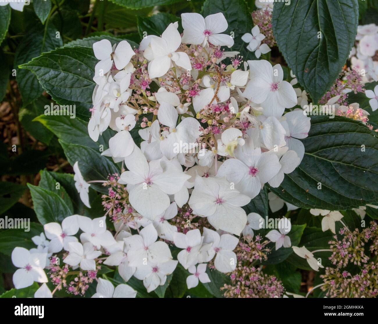 Hydrangea macrophylla - Lanarth White, une variété de lacecap Banque D'Images