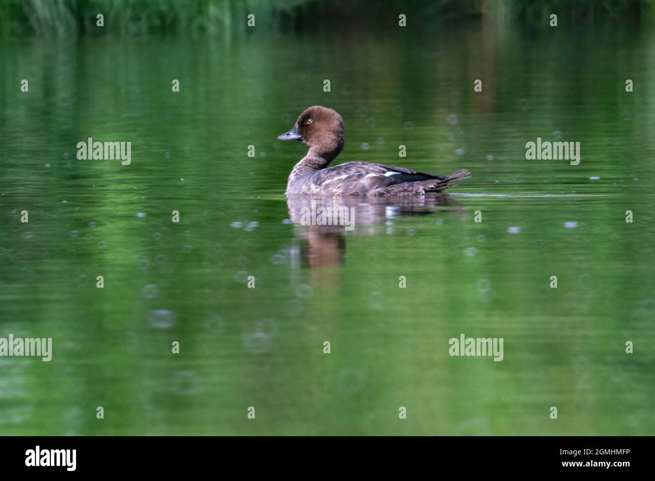 La tête dure australienne, canard aux yeux blancs, (Aythya australis) flottant sur un étang Banque D'Images