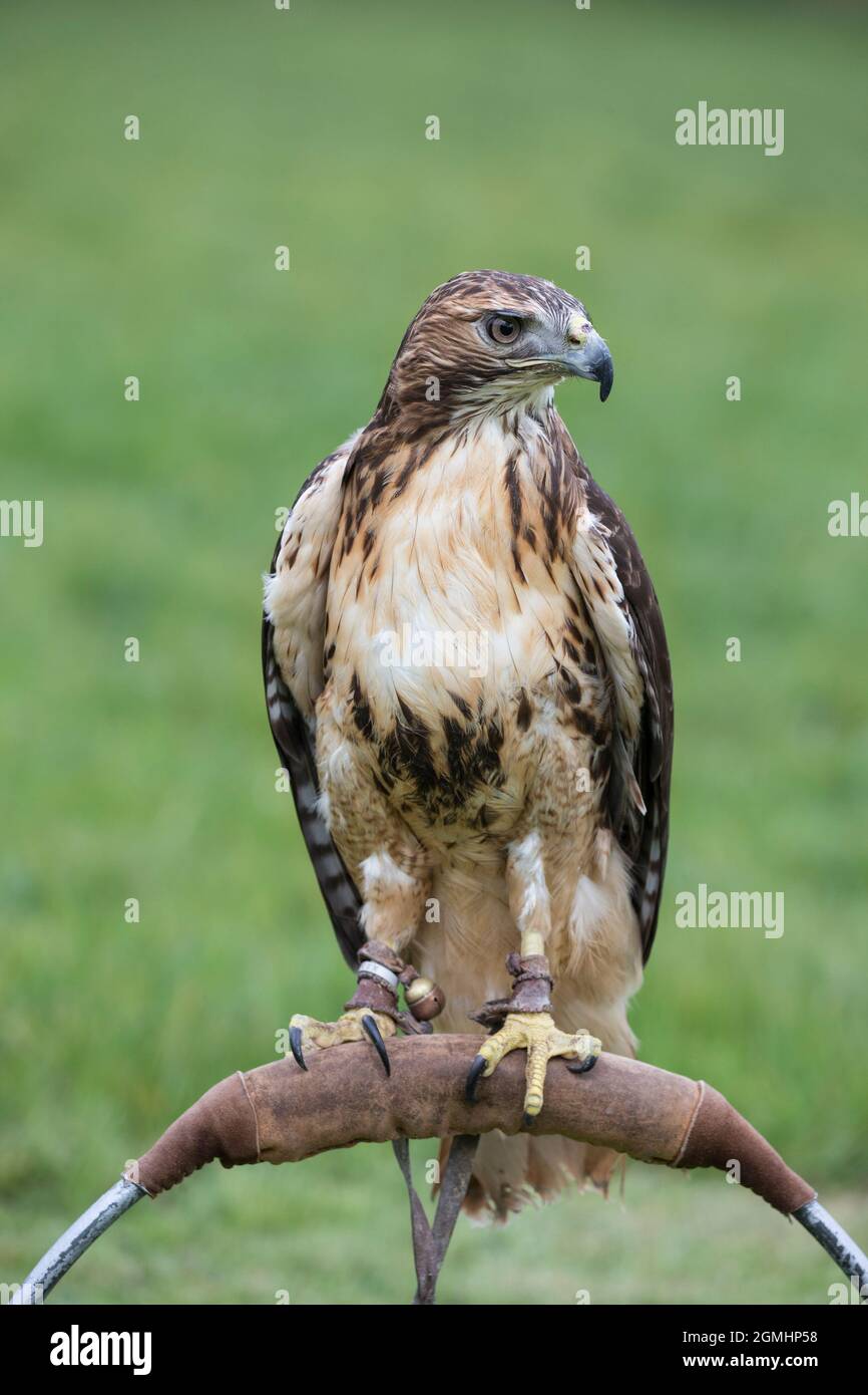 Faucon Ã queue rouge (Buteo jamaicensis) sur la perchaude, oiseau de fauconnerie captif, Cumbria, Royaume-Uni Banque D'Images