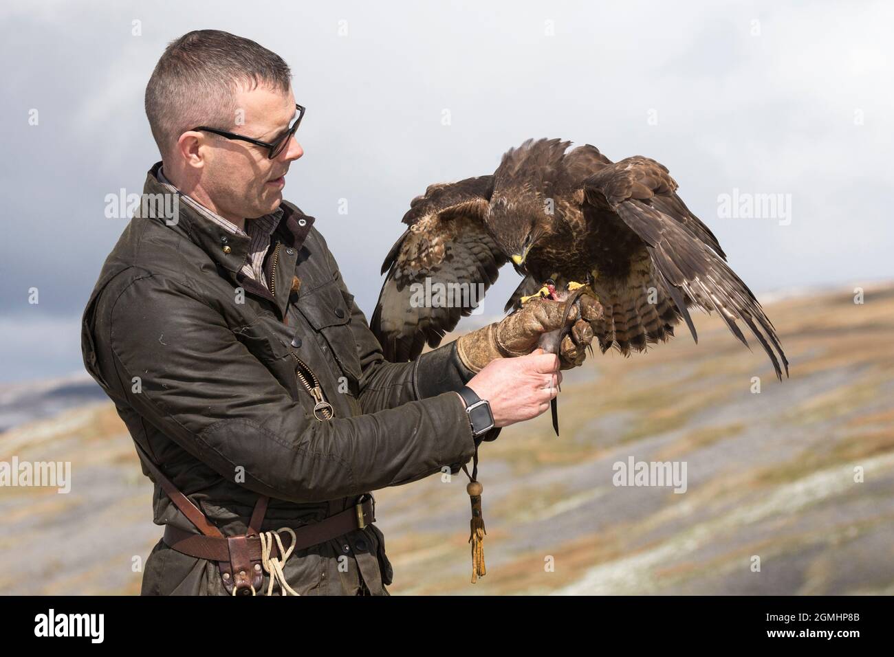 Buteo buteo (Buteo buteo) sur le gant, oiseau de fauconnerie captif, Cumbria, Royaume-Uni Banque D'Images