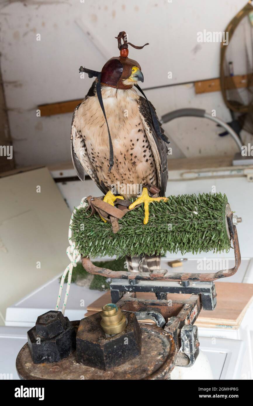 Lanner falcon (Falco biarmicus) sur les écailles, oiseau de fauconnerie captif, Cumbria, Royaume-Uni Banque D'Images