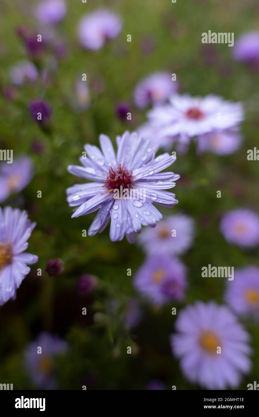 Michaelmas Daisy « Dame en bleu » Banque D'Images
