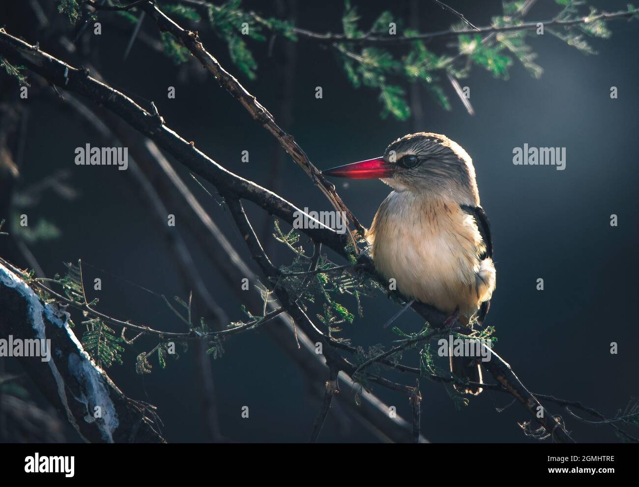 Un gros plan d'un kingfisher à capuchon brun perché la nuit sur un arbre dans une forêt Banque D'Images