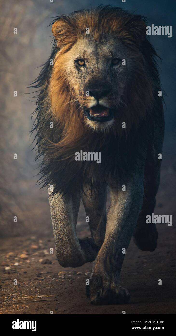 Photo verticale d'un lion masculin féroce qui se dirige vers la caméra Banque D'Images
