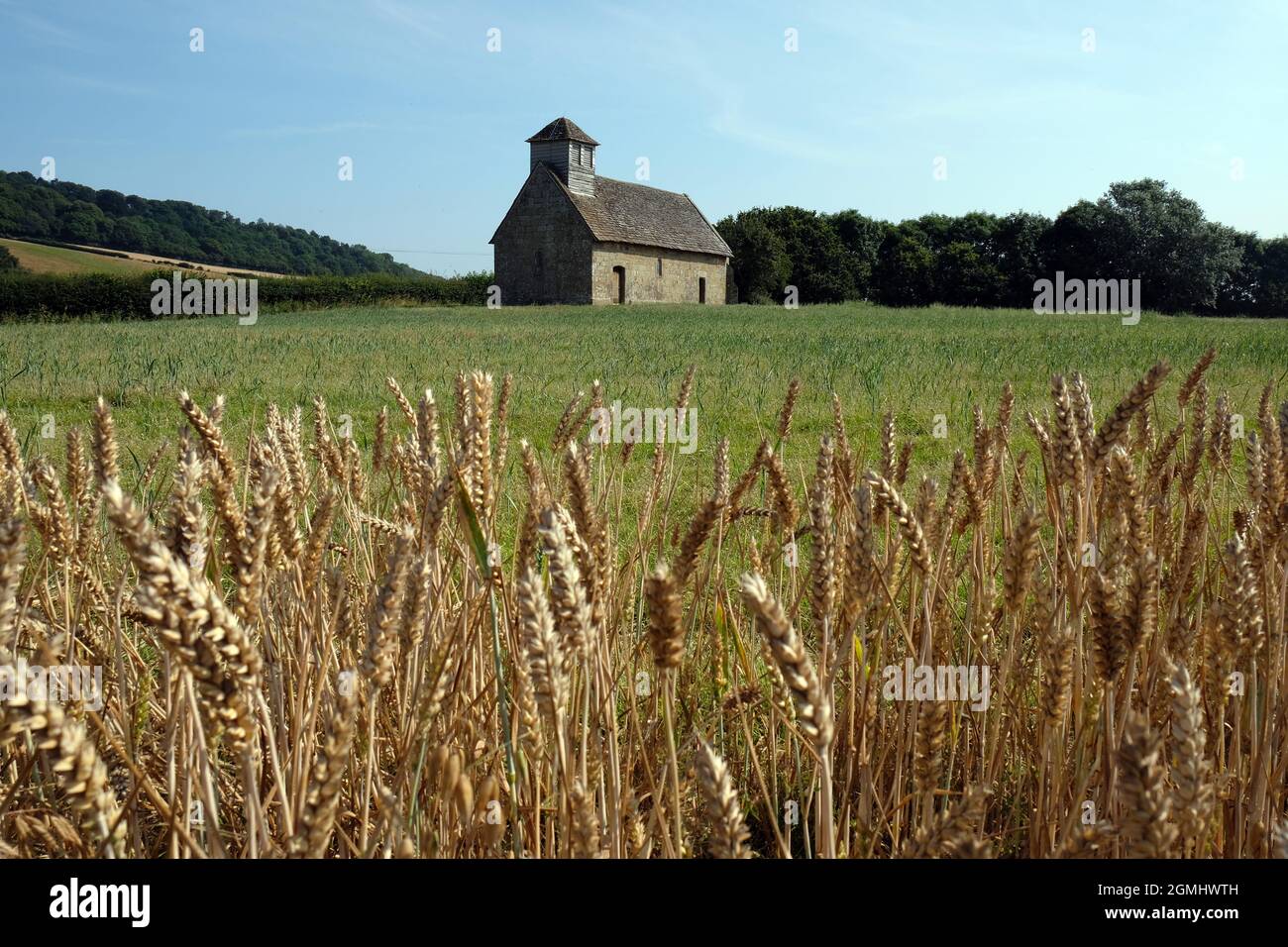 Langley Chapel, Acton Burnell, Shropshire, Angleterre, Royaume-Uni. L'ancienne église est située dans une terre agricole dans un champ de maïs Banque D'Images