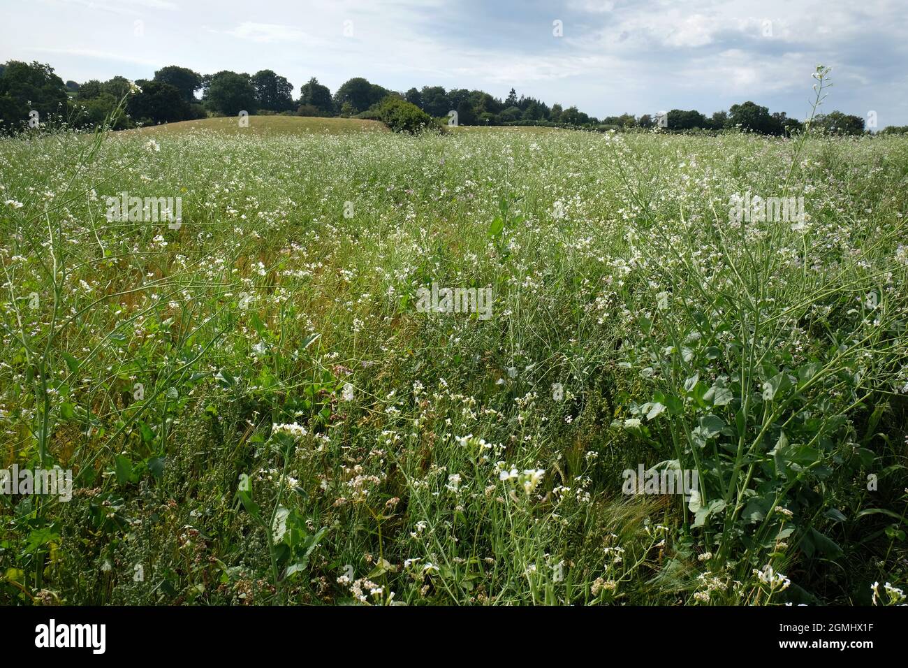 Prairie de fleurs sauvages sur la ferme à Herefordshire, Angleterre. Les graines de fleurs sauvages ont été semées dans un champ à côté du pâturage Banque D'Images