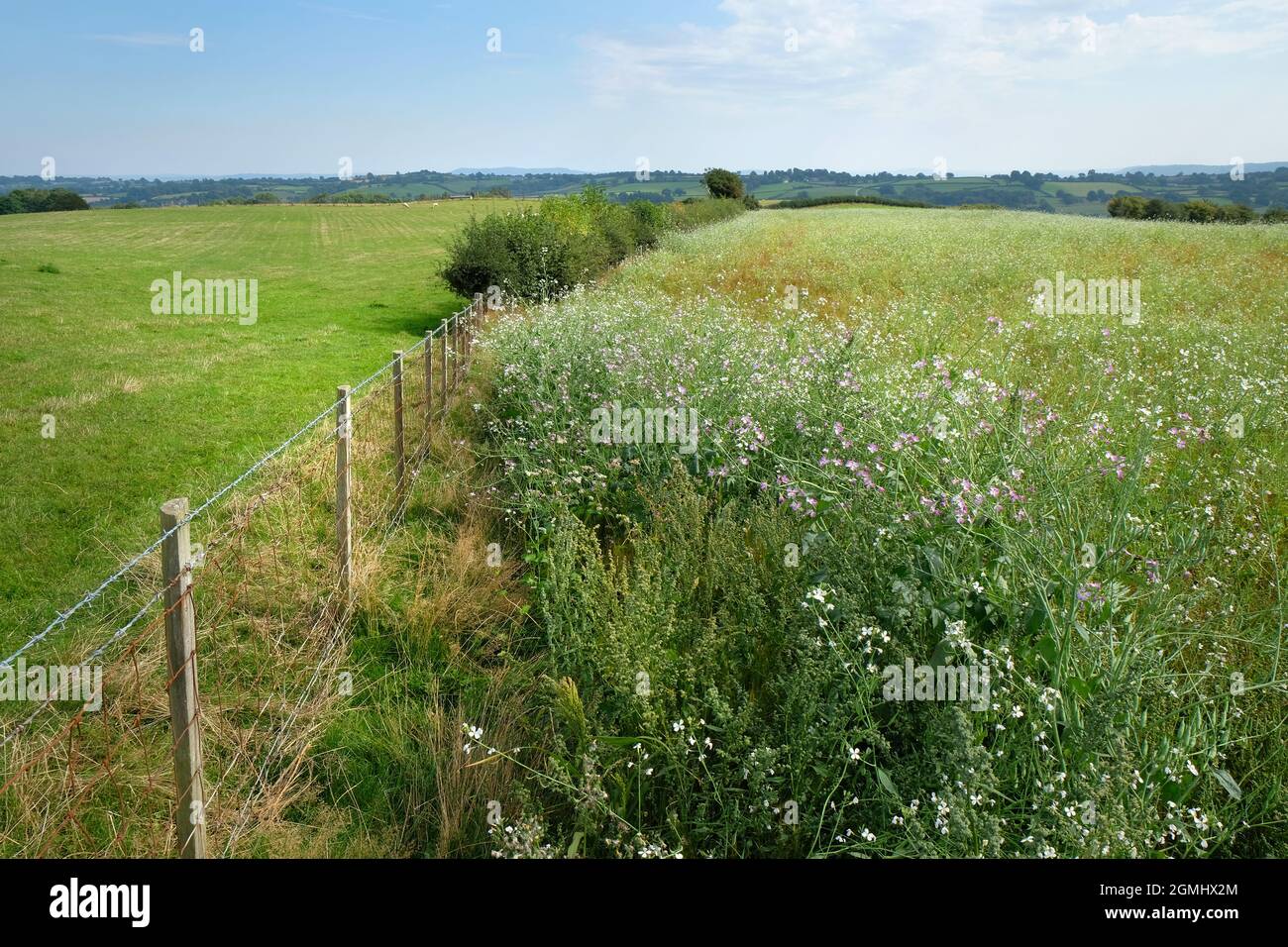 Prairie de fleurs sauvages sur la ferme à Herefordshire, Angleterre. Les graines de fleurs sauvages ont été semées dans un champ à côté du pâturage Banque D'Images