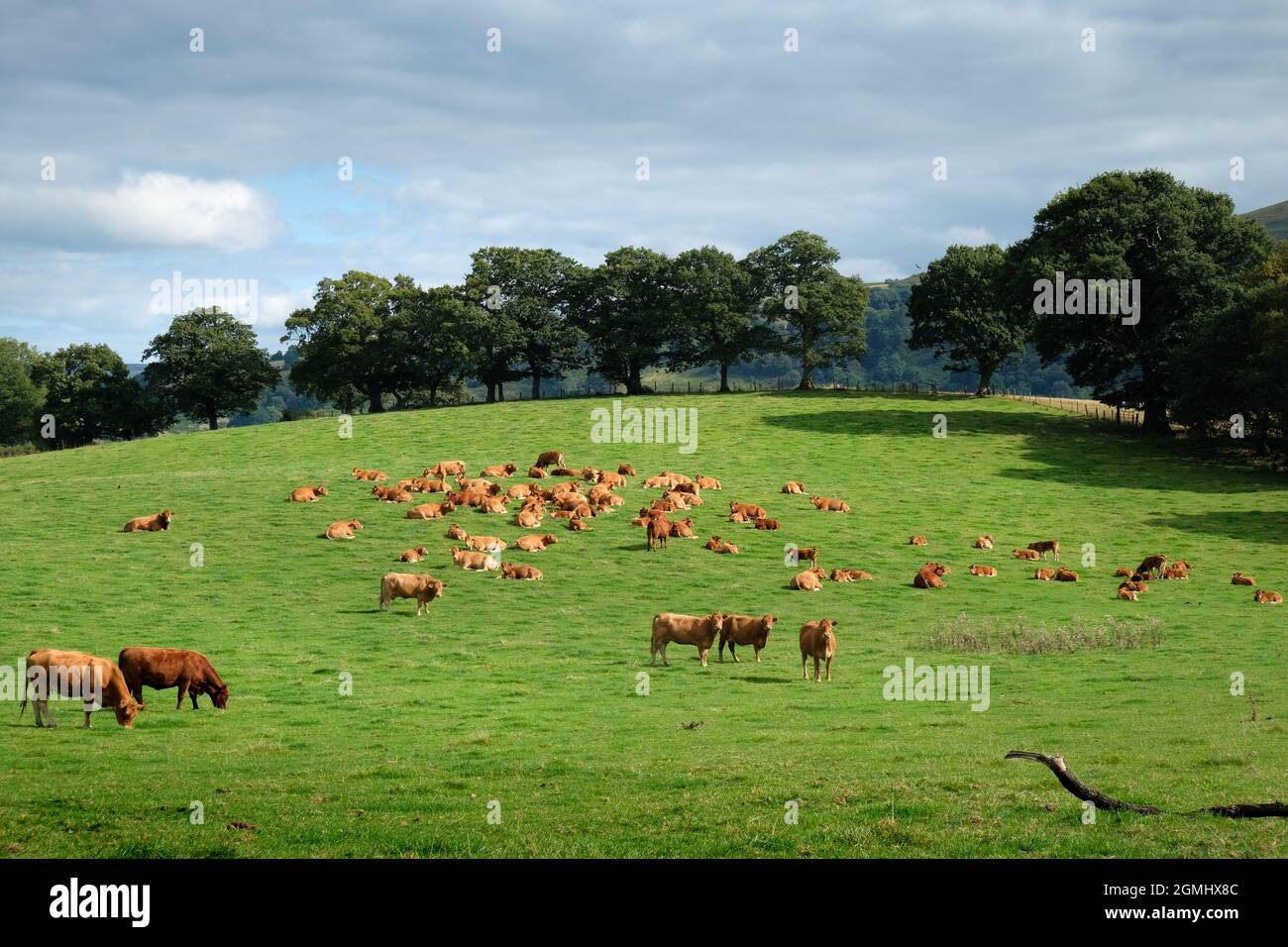 Un troupeau de bovins de boucherie Limousin - vaches avec veaux - sur les terres agricoles près de Builth Wells, Powys, pays de Galles, Royaume-Uni Banque D'Images