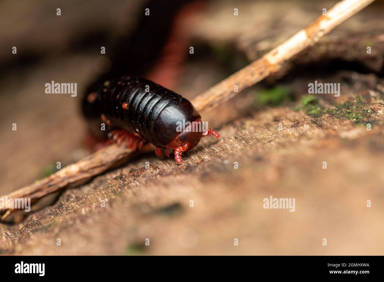 vue rapprochée d'un millipede à pattes rouges, vue de face basse Banque D'Images
