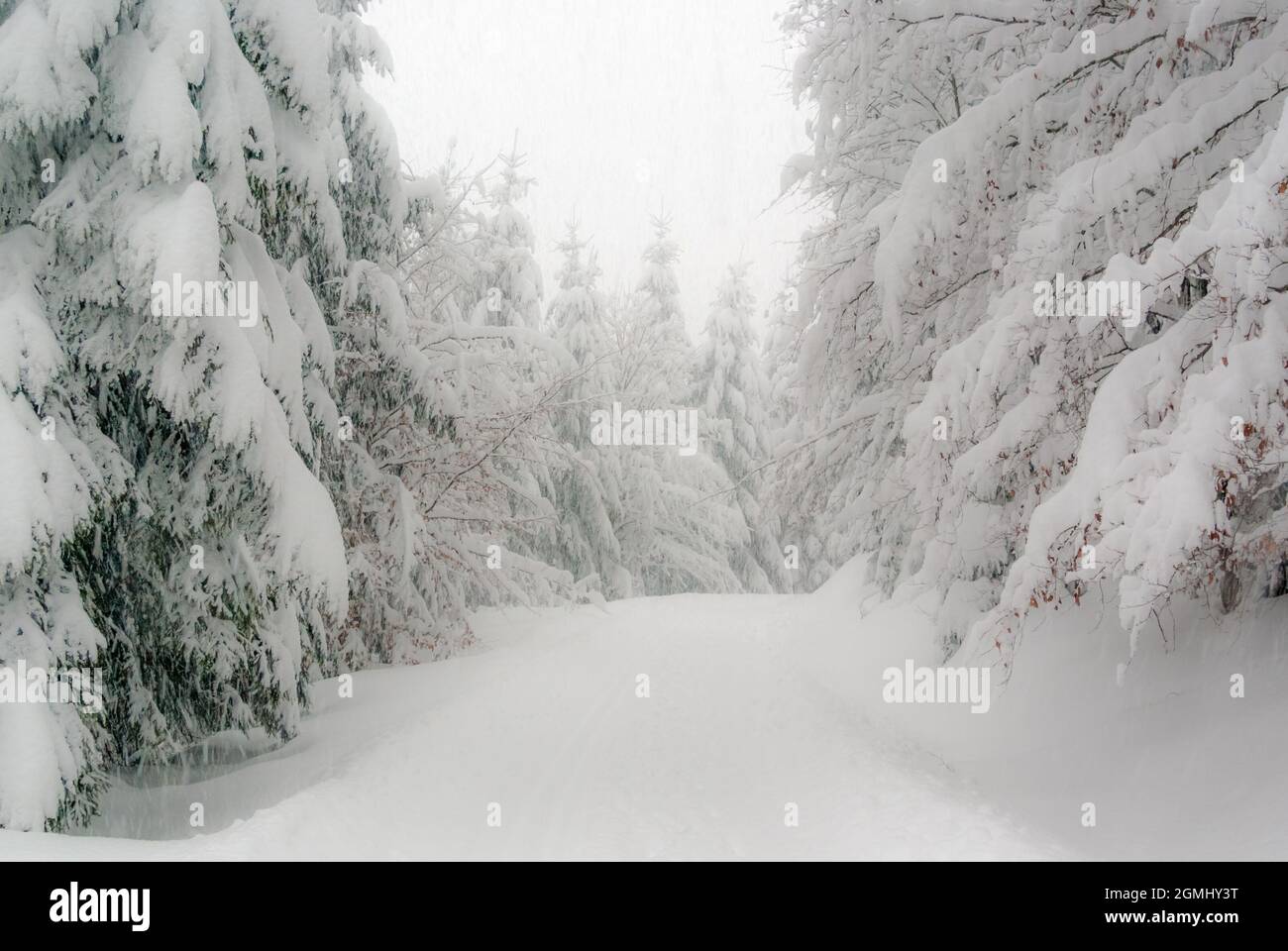 Une forêt d'hiver avec des arbres pleins de neige dans les collines de la Forêt thuringeoise située en plein coeur de l'Allemagne. Banque D'Images