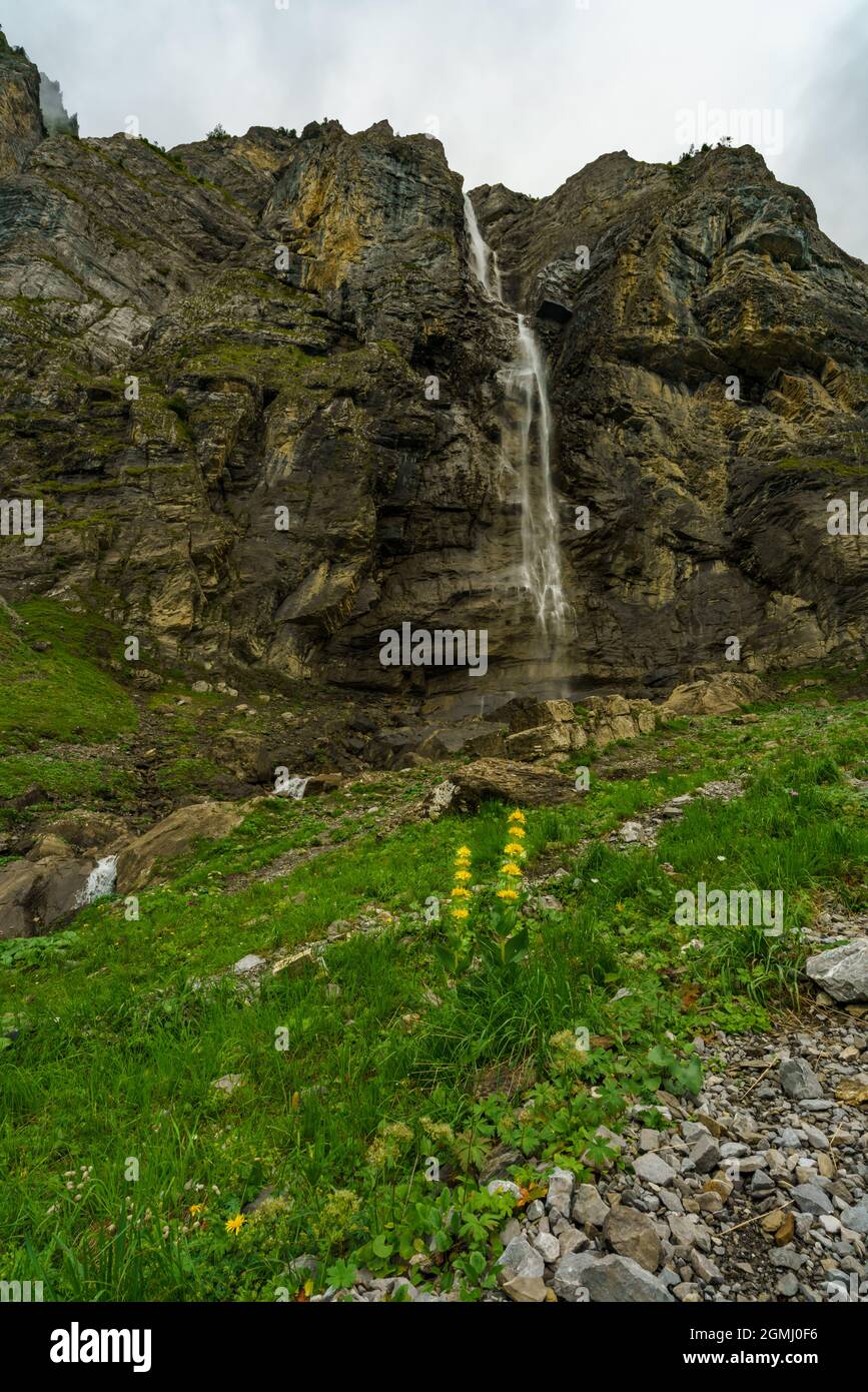 Fleurs alpines en face de la cascade dans la vallée de Bonder, Adelboden, gelber Enzian, blauer Enzian, Alpenblumen en Suisse. blauer Eisenhut, Dusty Day Banque D'Images