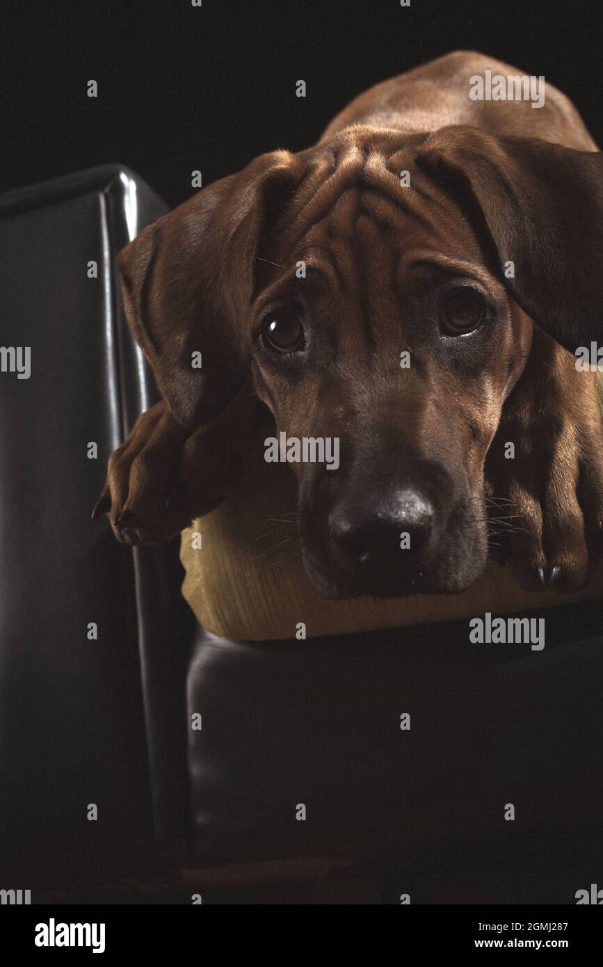 Un adorable chiot Rhodesian Ridgeback brun couché sur un fauteuil sur un fond noir Banque D'Images