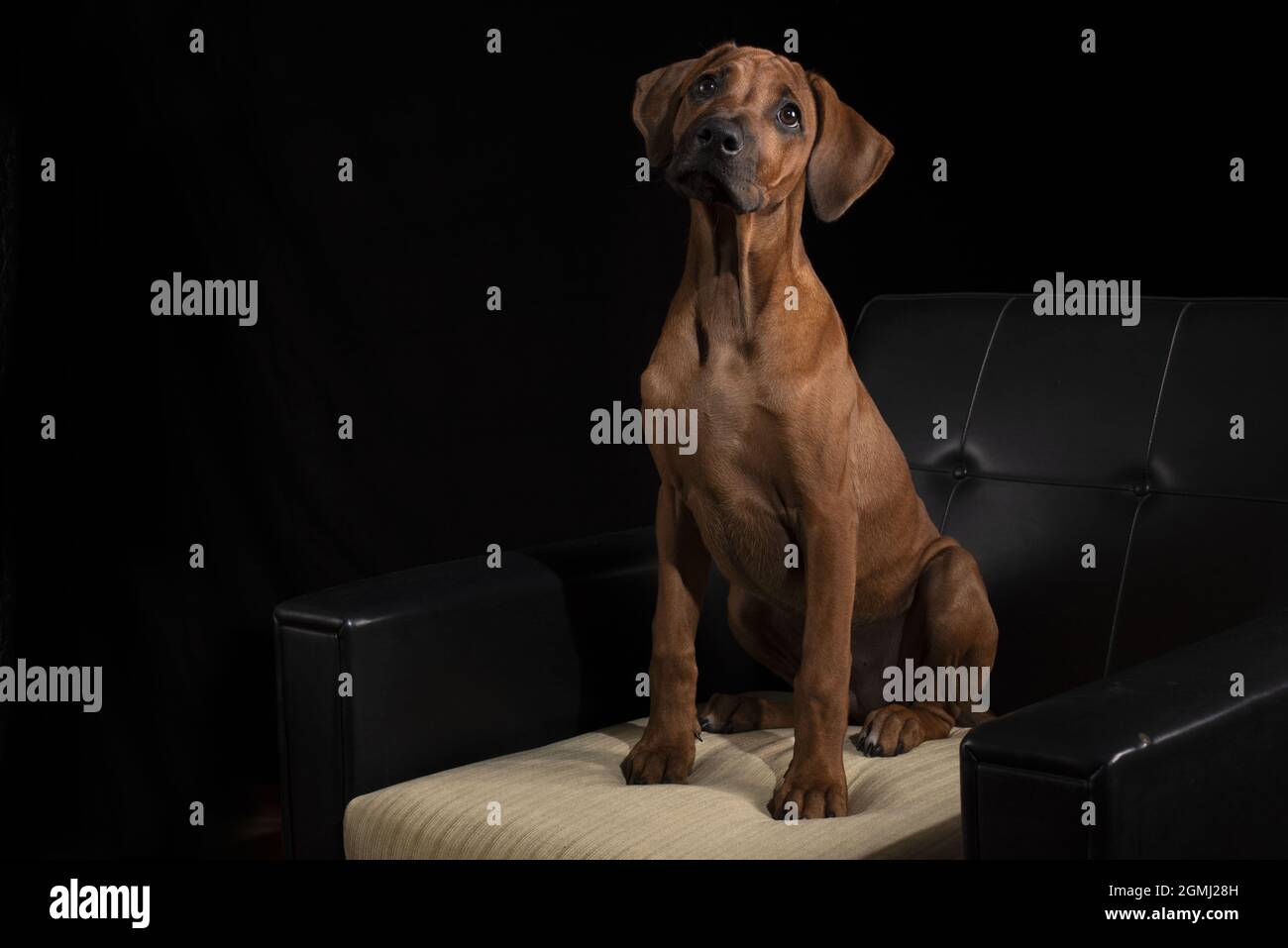 Un adorable chiot Rhodesian Ridgeback brun assis sur un fauteuil sur un fond noir Banque D'Images