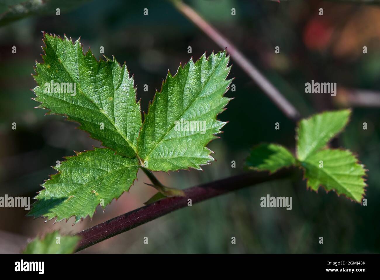 La mûre de mûre dewberry laisse une attention sélective au soleil d'automne. Gros plan de la feuille BlackBerry sur la branche horizontale. Arrière-plan floral avec espace de copie Banque D'Images
