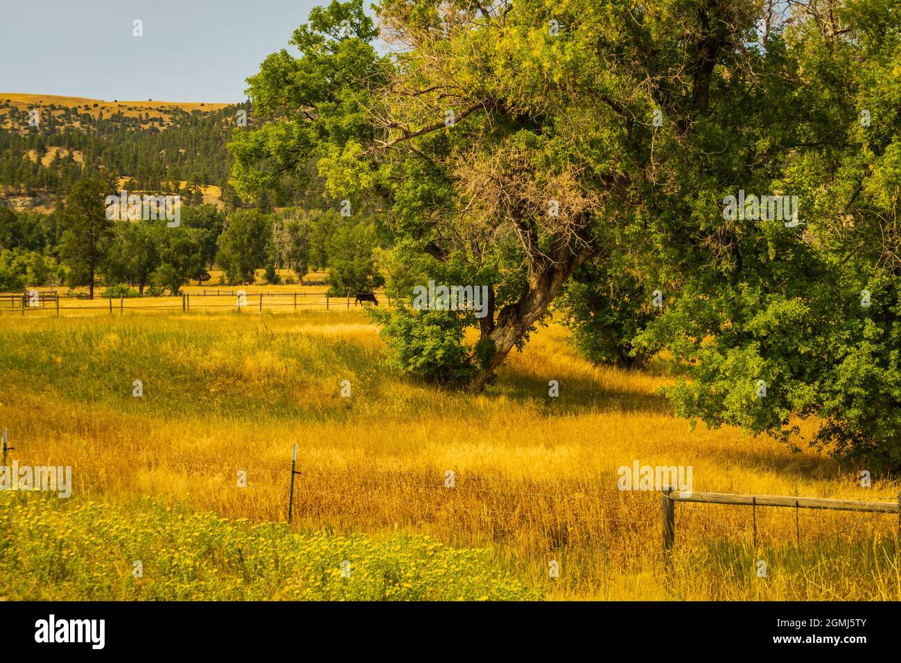 les prairies dorées et les champs avec des arbres verts créent le paysage des plaines du Montana Banque D'Images