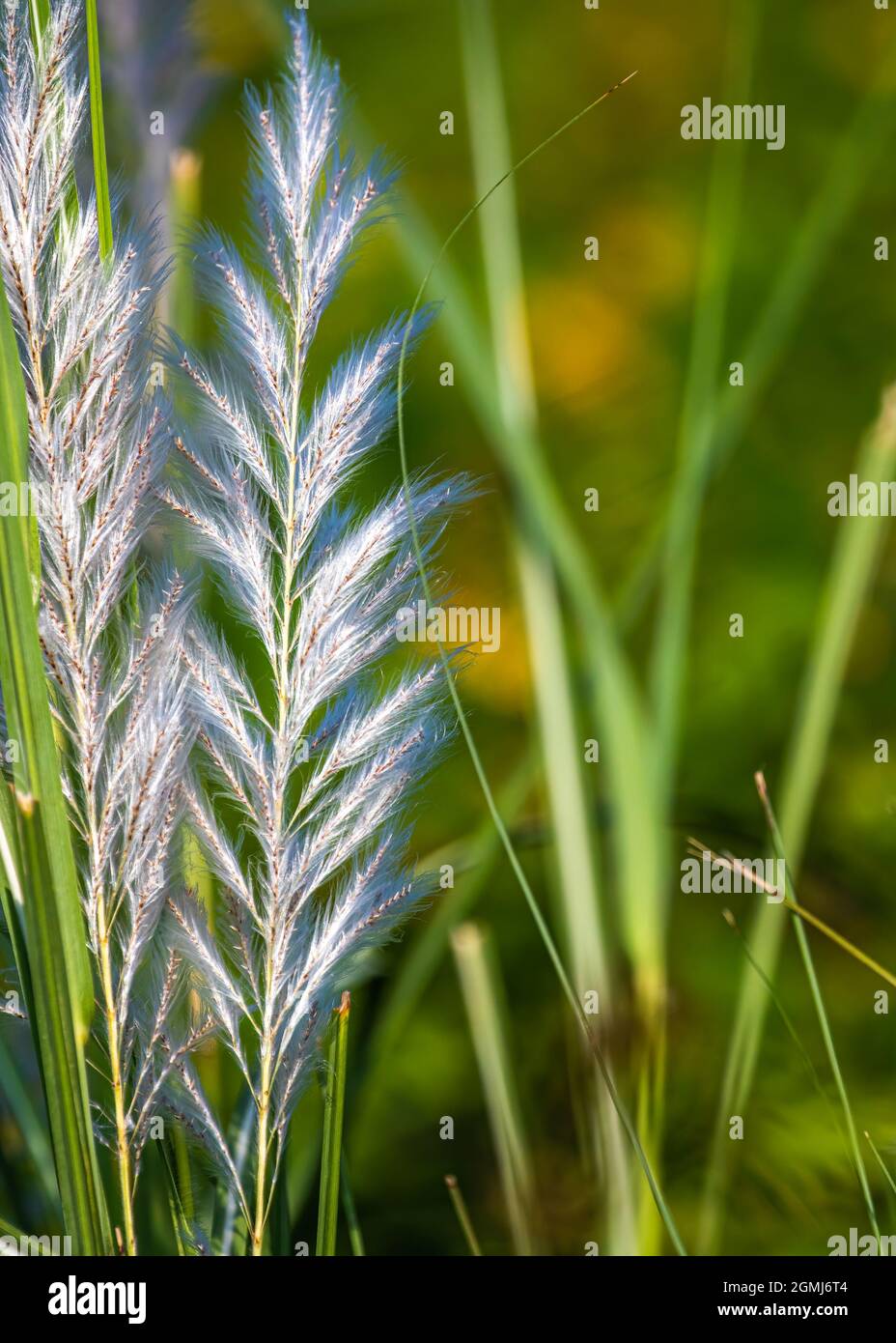 Saccharum spontaneum fleur comme l'herbe dans un champ Banque D'Images