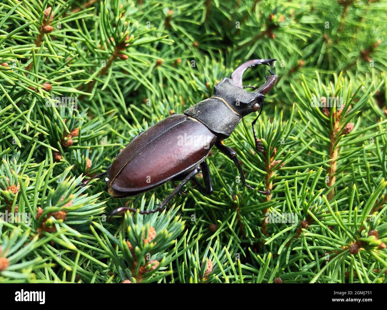 Le coléoptère européen des cerfs (Lucanus cervus L.) mâle assis sur les brindilles d'un conifères Banque D'Images