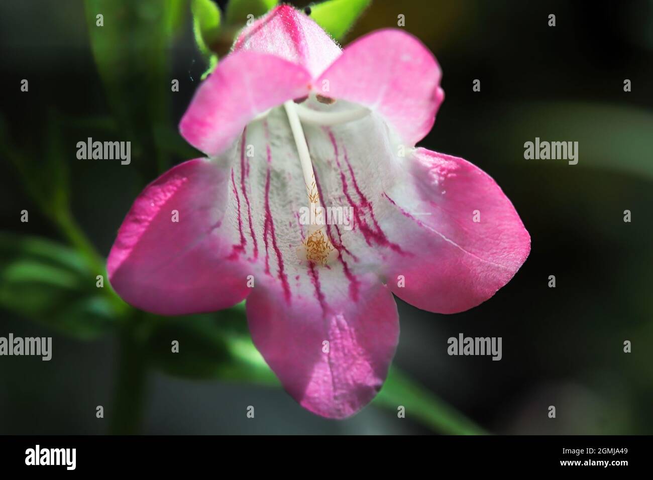 Macro d'une fleur rose et blanche en forme de cloche de la langue de la barbe Banque D'Images