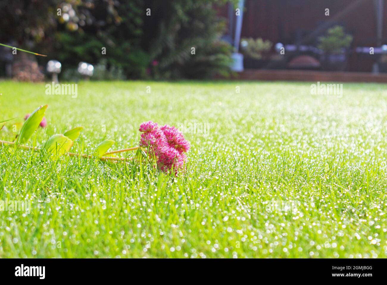 Gros plan d'une fleur rose cassé de Sedum sur l'herbe rosée du matin dans une pelouse de jardin à Manchester, Angleterre (Hylotelephium, Herbstfreude) Banque D'Images