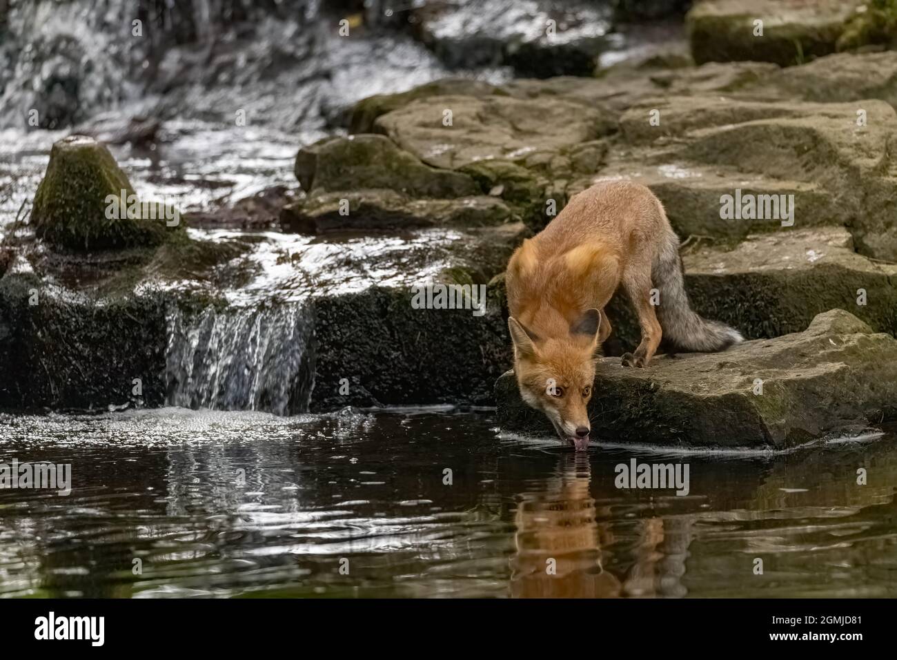Le renard est en train de boire à partir d'un ruisseau dans la forêt. Horizontalement. Banque D'Images