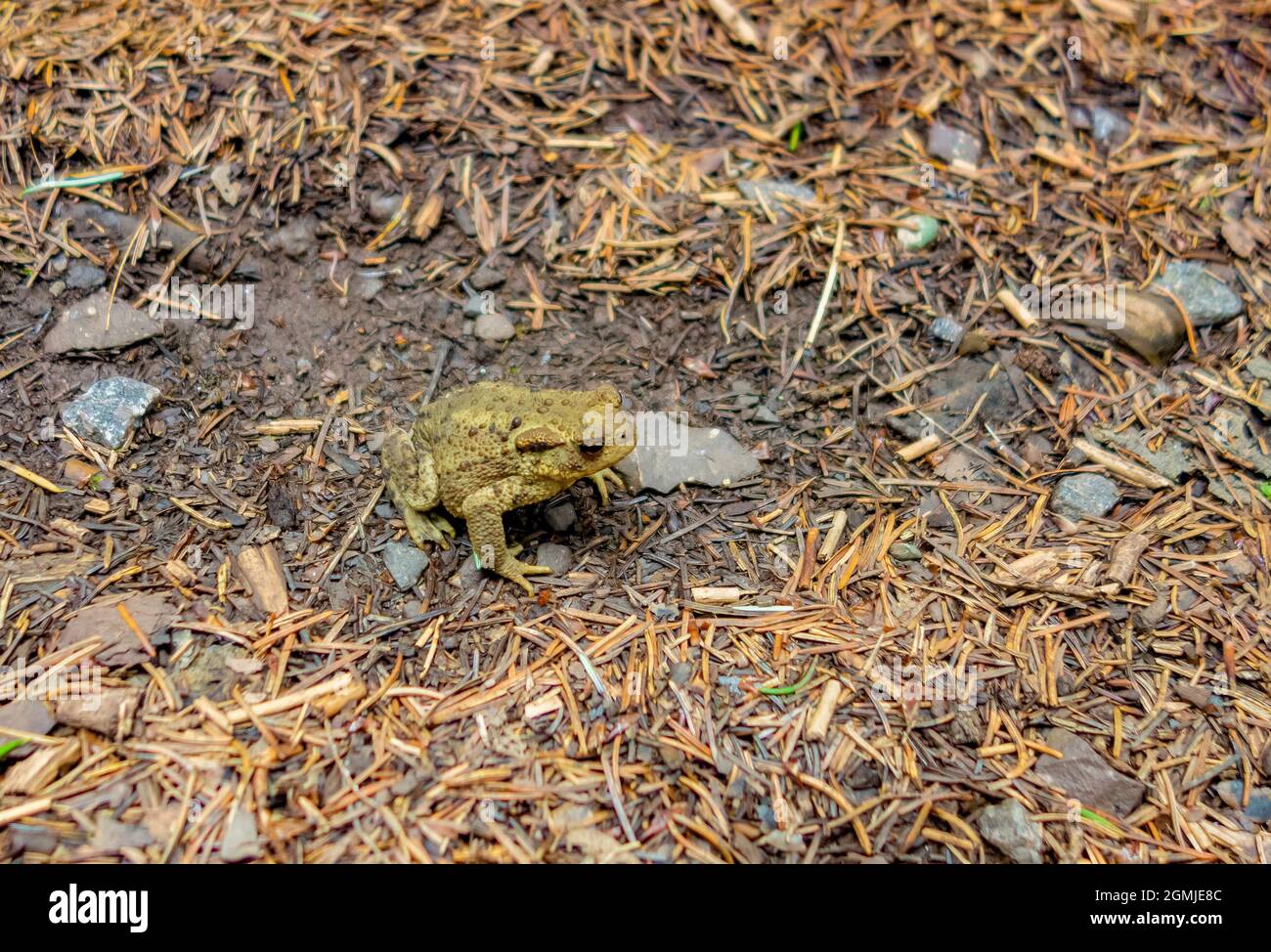 Crapaud commun sur le sol avec des aiguilles de sapin et de petites pierres Banque D'Images
