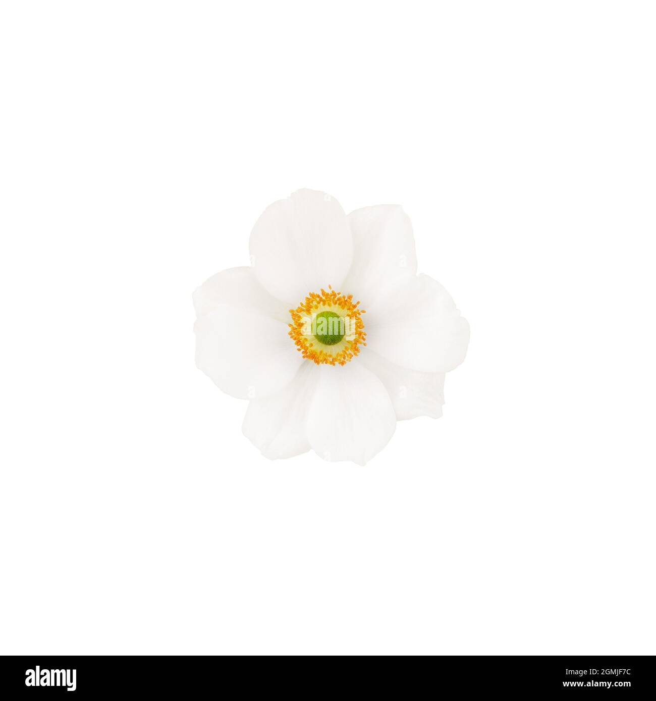 fleur d'anémone avec pétales blancs isolés sur fond blanc vue de dessus Banque D'Images