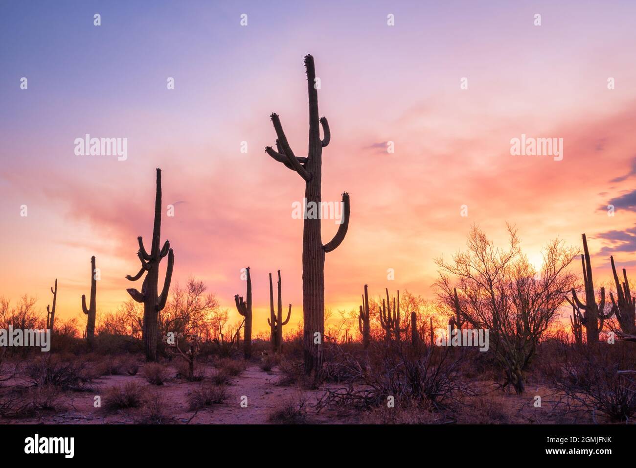 Saguaros dans le désert de l'Arizona au coucher du soleil Banque D'Images