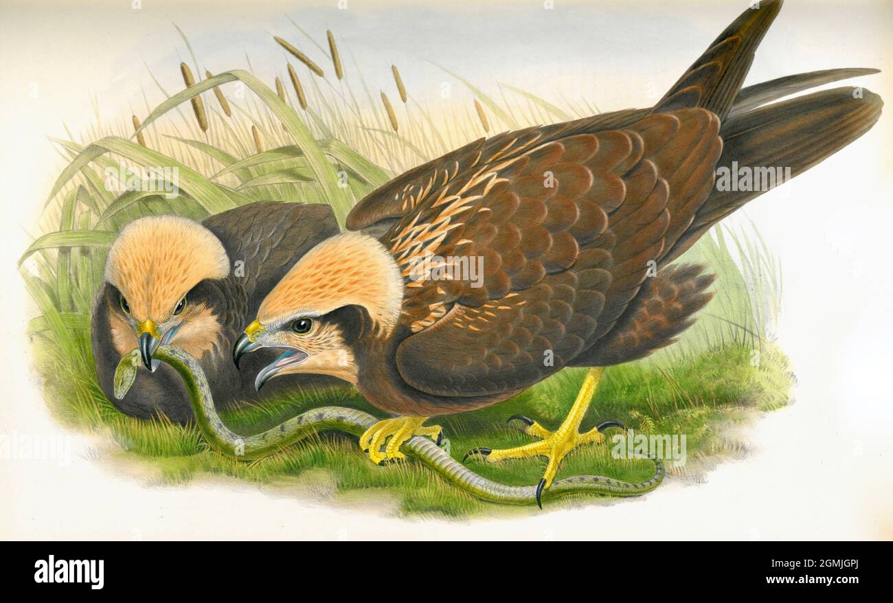 John Gould British Birds - Marsh Harrier - Circus aeruginosus Banque D'Images