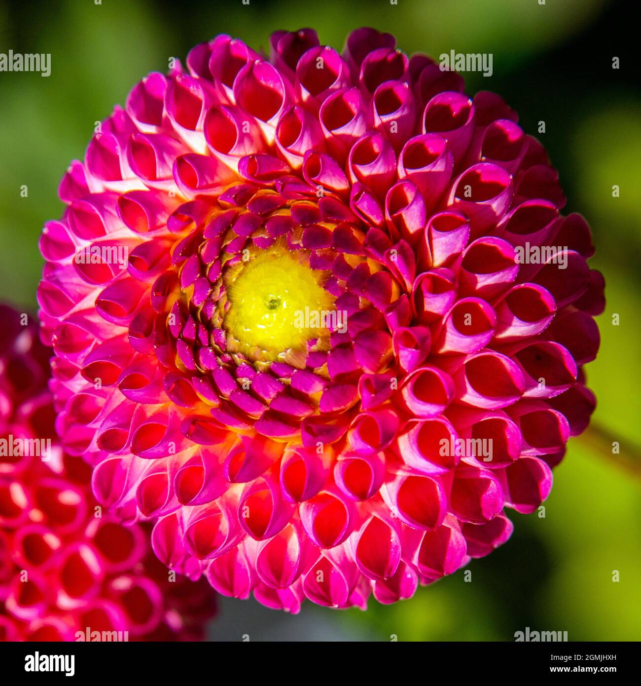 Tête de fleur ronde avec alvéoles de couleurs rose et jaune et motif géométrique parfait Banque D'Images