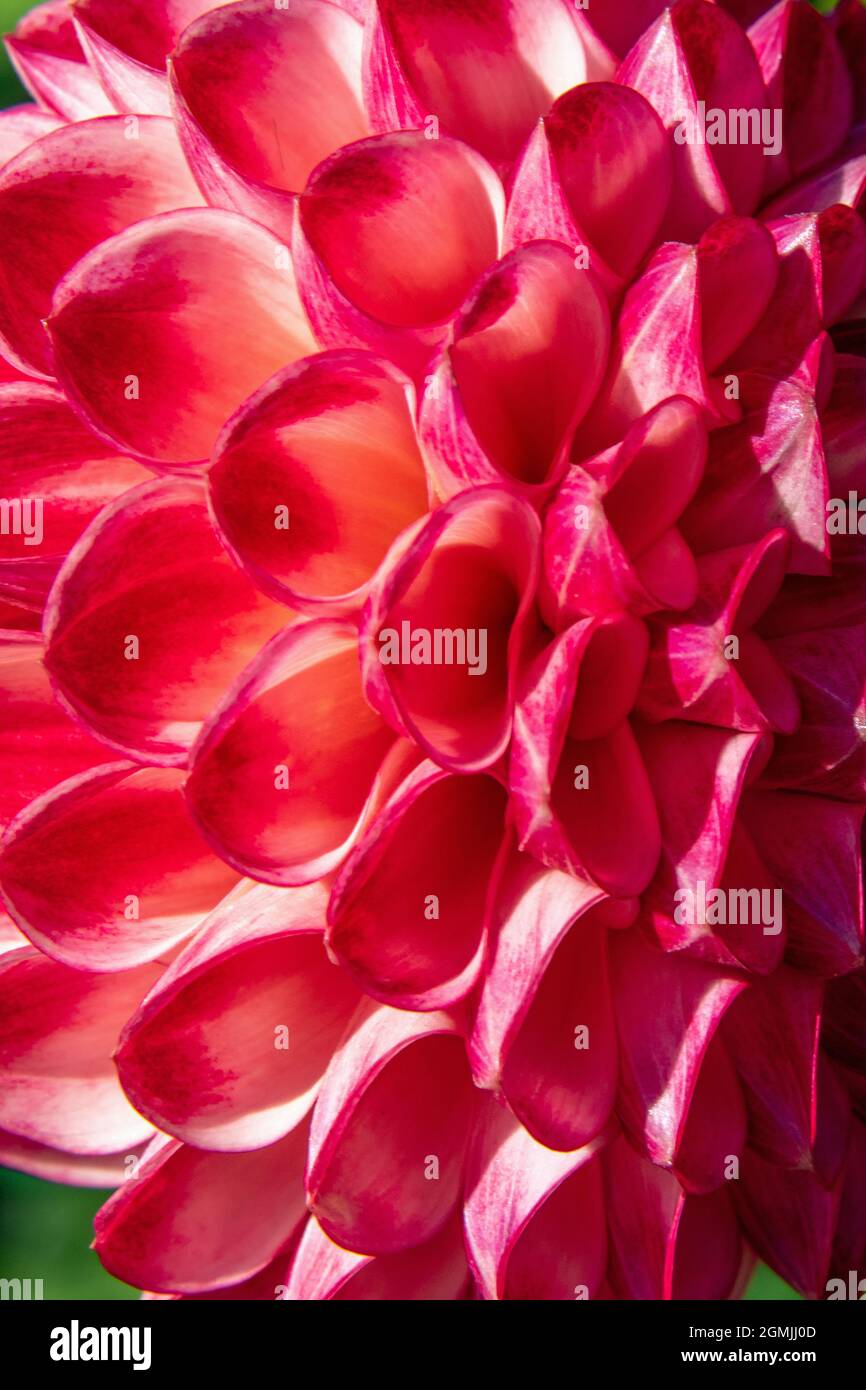 Vue macro des alvéoles d'une fleur de dahlia hybride aux couleurs roses Banque D'Images