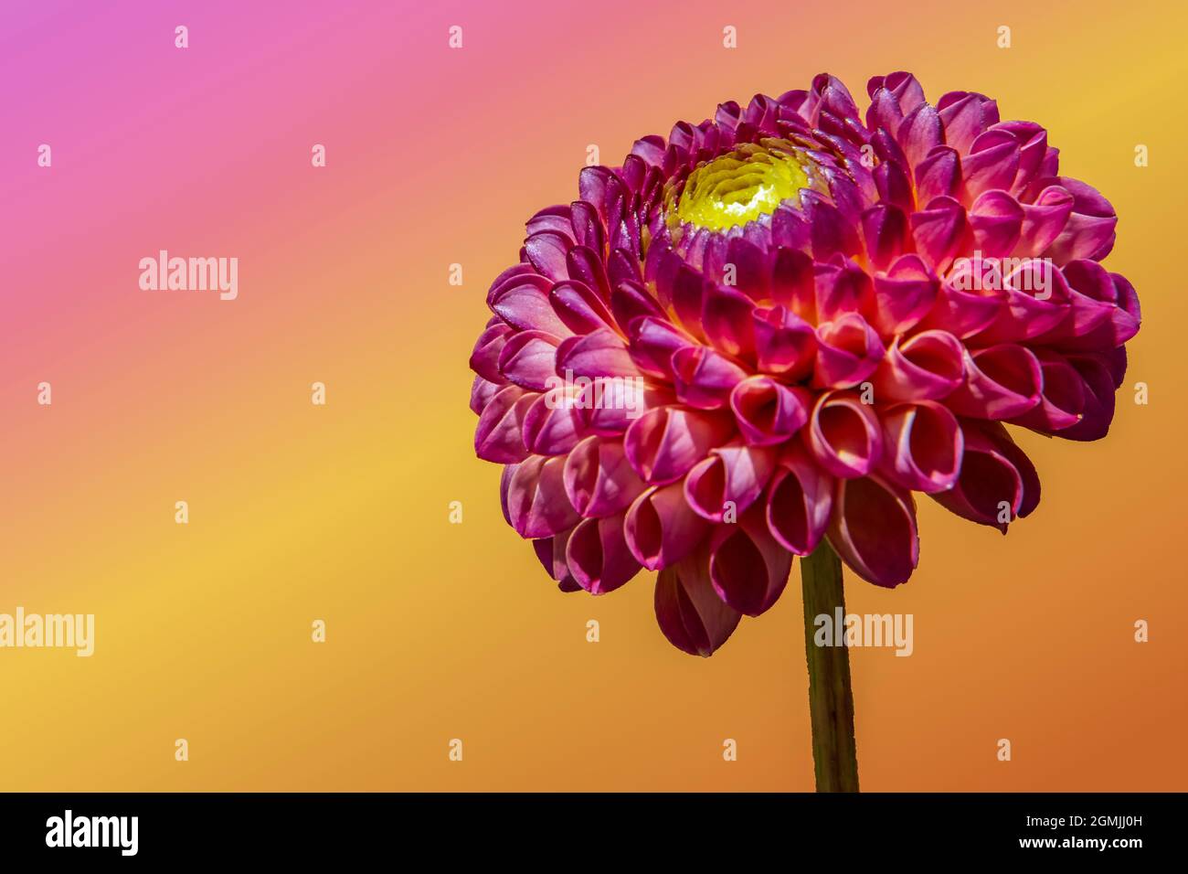 Tête de fleur d'une dahlia rose sur fond multicolore Banque D'Images