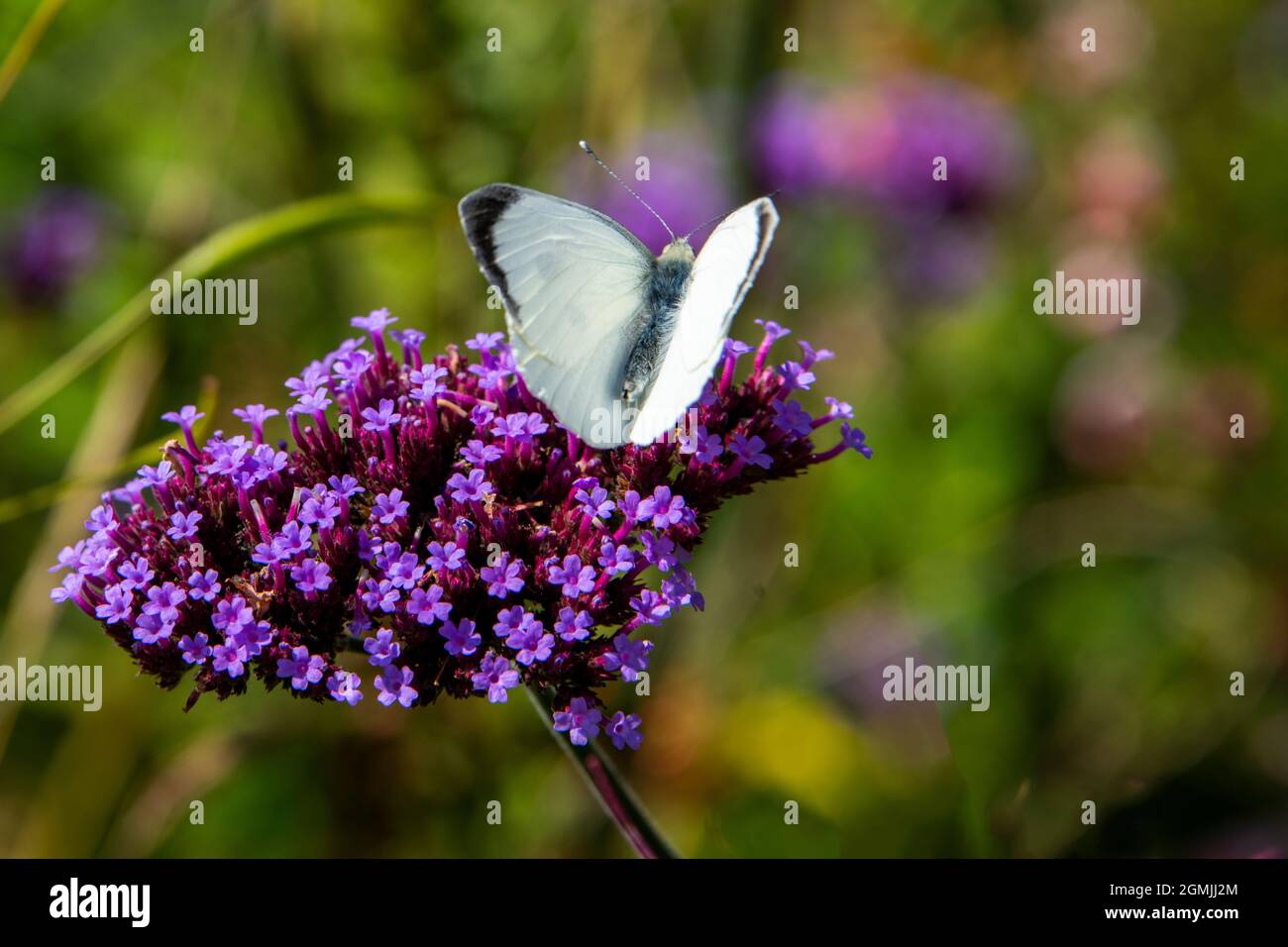 Un papillon blanc et gris est debout sur une fleur sauvage magenta Banque D'Images