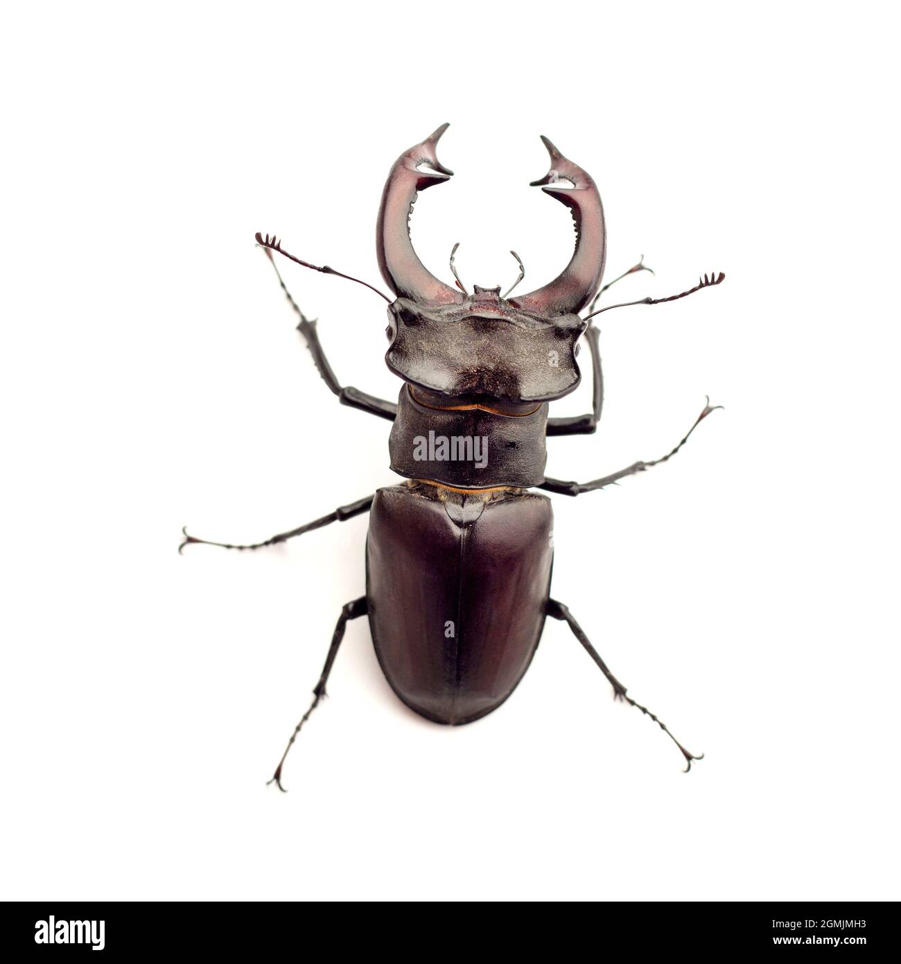 Gros plan du stag-scarabée (Lucanus cervus) isolé sur fond blanc Banque D'Images