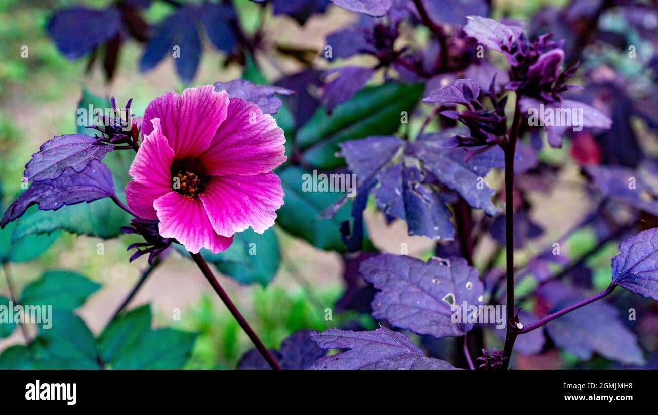 Pétales de fleurs de Pansy simples flottant sur la branche de feuilles violettes, gros plan, Banque D'Images