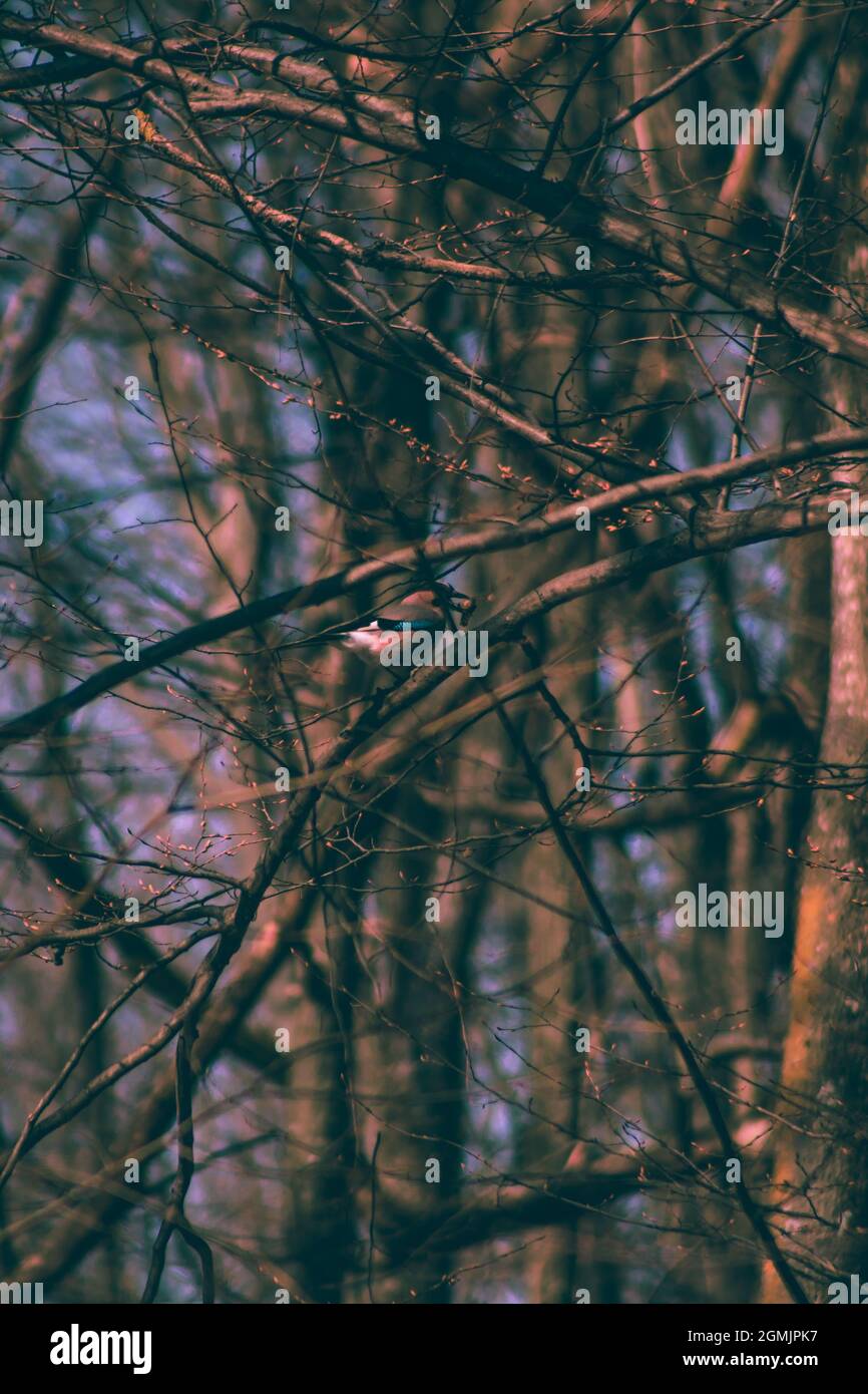 Oiseau coloré dans l'arbre, faune dans la forêt, vie minuscule Banque D'Images