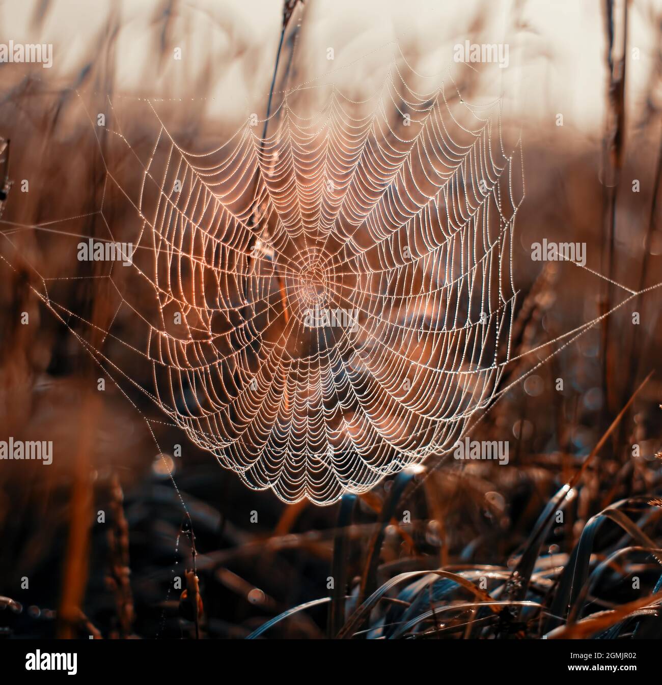 Toile d'araignée sur une rosée du matin d'automne Banque D'Images