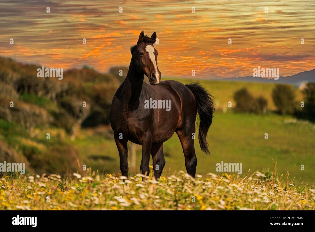 Étalon-Equus ferus cabalus. Banque D'Images